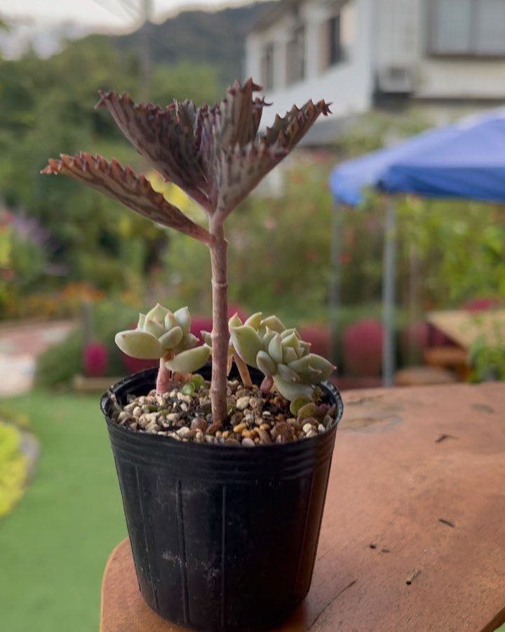 不思議な多肉植物?１ポット100円︎他にも沢山の多肉植物がありますいとう家に急げ〜