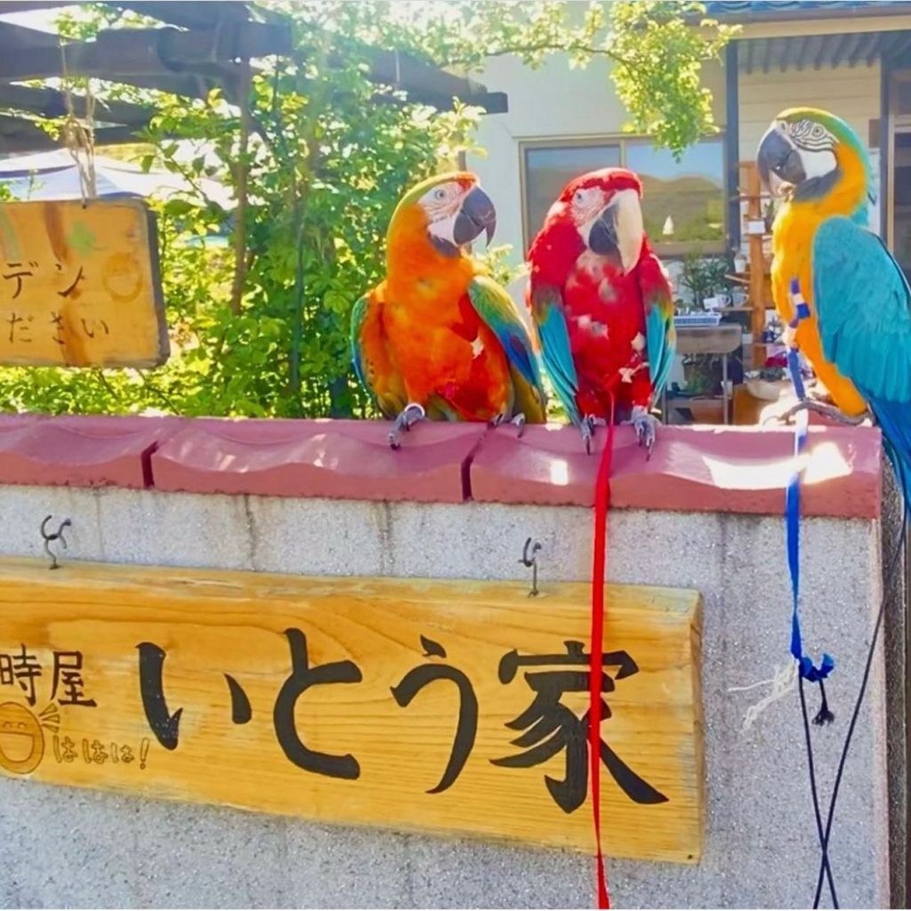 こんにちは​​​いとう家から​春のイベント開催のお知らせ?​​​​3月13日（日曜日）​珍しいインコがやってくる?​普段目にすることのない鳥​​​​ベニコンゴウインコ?​ルリコンゴウインコ?​ハルクインコンゴウインコ?​​​​の仲良し3人（鳥）組の​インコたち​​とてもフレンドリーで​賢いインコさん​​当日は​混み合うことが予想されます。