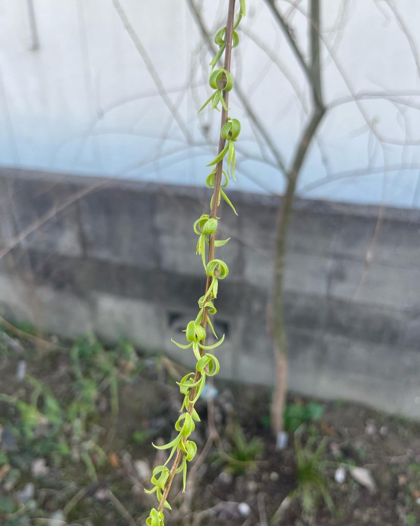 メガネ柳の新芽木蓮は咲きはじめた