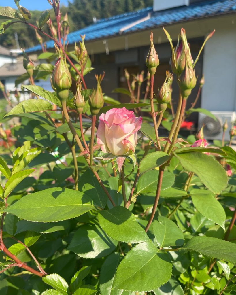 おはよう御座います?本日5月3日のお品書きは咲き始めた薔薇とイベントワクワクいとう家と共に＃薔薇が咲いた