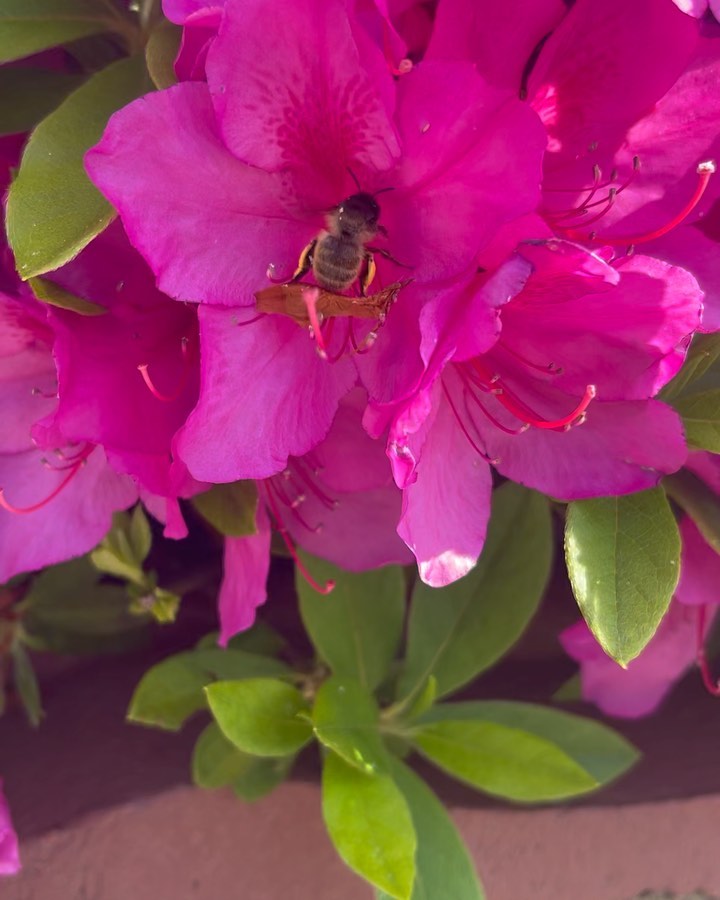 おはようございます本日5月2日のお品書きは蜂の蜜採取の動画と共に😀#暑い朝#日替わりランチ#お出かけ日和#スイーツもやってます