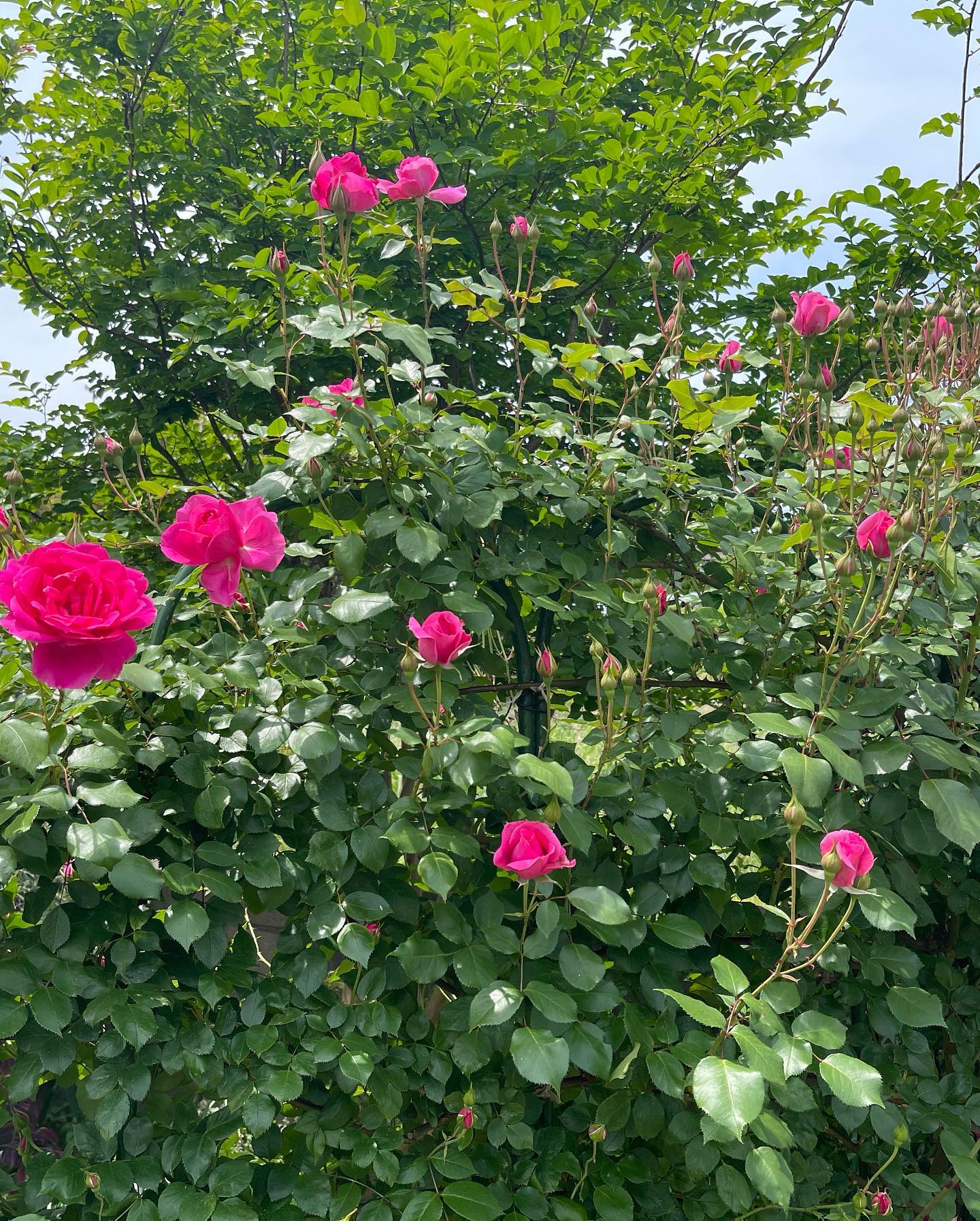 こんにちはいとう家花通信（期間限定）続々と開き始めています#バラ#ガーデン#癒されガーデン#バラのアーチ