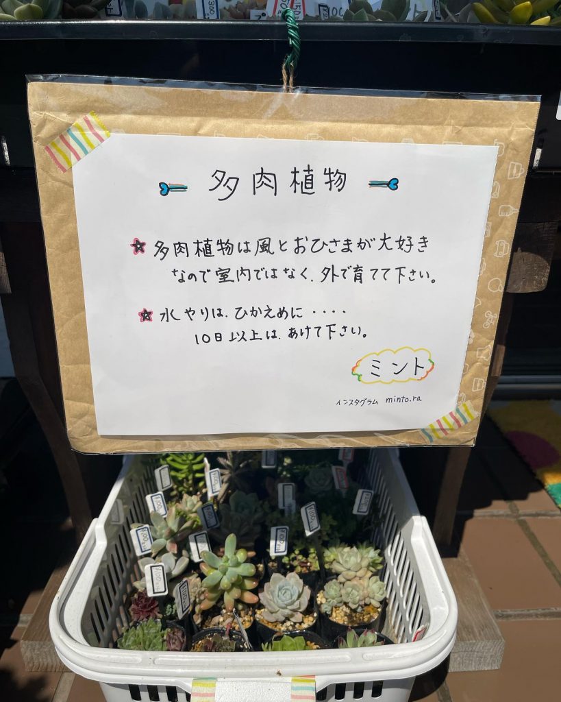 おはようございます?本日5月18日のお品書きです多肉植物作家さん最盛期を迎えるバラの紹介と共に