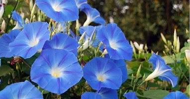 おはようございます​​​本日8月24日のお品書きです​​​​秋のにおいがする朝​あさがおの写真と共に️​​​