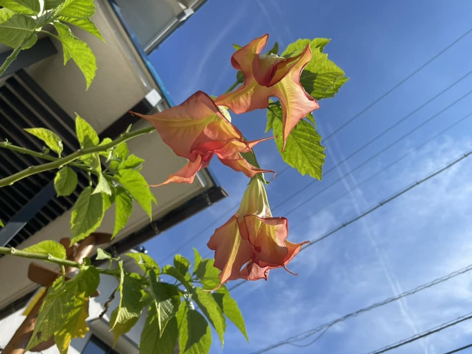 おはようございます本日9月14日のお品書きです名のわからない花10月に開催予定のマルシェのお知らせもよろしくお願いします?